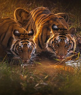 Into the Wild Tour with white water rafting