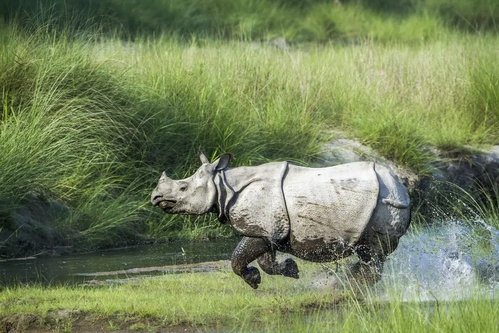 One-horned rhinoceros in Chitwan National Park during a jungle safari in Nepal