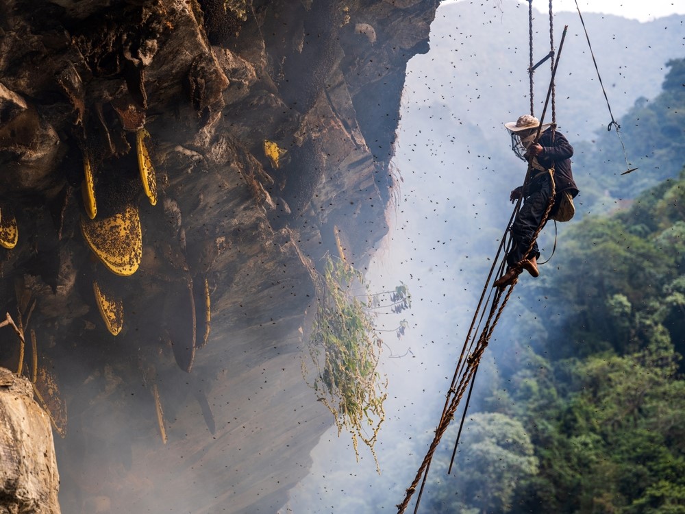 Traditional wild mad honey hunting in Nepal with climbers harvesting honey from Himalayan cliffs